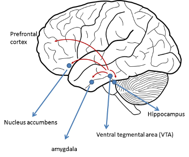 The brain cuircuit that makes up the Reward Pathway